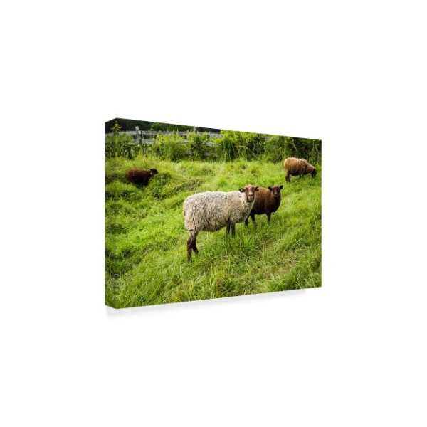 Brenda Petrella Photography Llc 'Peeping Sheep' Canvas Art,12x19